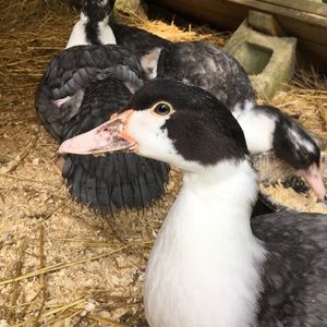 Meet your Posher, Eliza